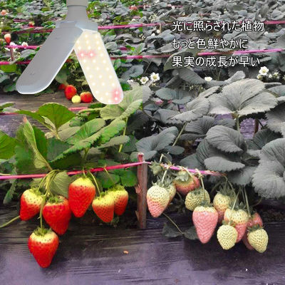 Kompaktowa lampa LED do uprawy roślin z pełnym spektrum + 660nm i wodoodpornością IP68 do uprawy roślin w pomieszczeniach